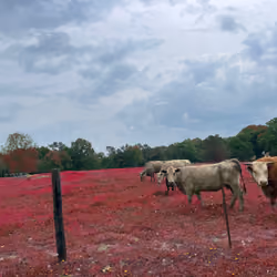 red cows haiku