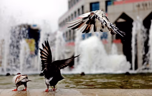 Item #96722404509651341404320943971918278257484839250108932769859130388554484547585 Media