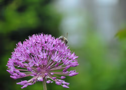 Item #106870078454534698311606461225664382982354268042883800261475775713401641107457 Media