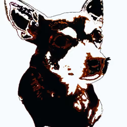 Chihuahua Leo #6