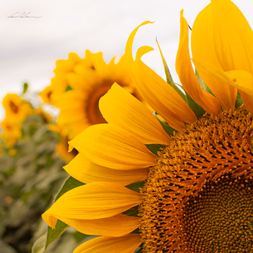 Solar Petals