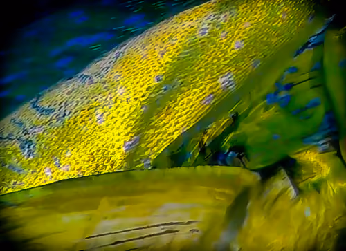 Mahi Mahi #1