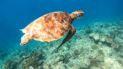 Item #93917210928009552265570427413341546020590352631026157694666951331845643436034 Media