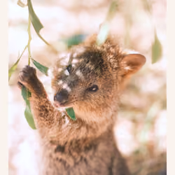 009 Quokka Smile!