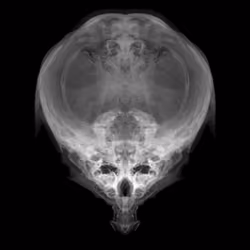 Alien Embryo - 302 of 2000