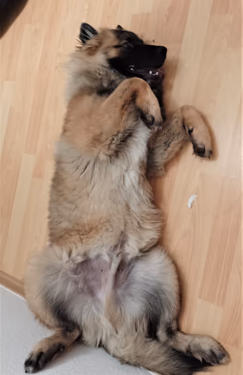 Item #31162040444534190828371582239464133618123531602115762581247895303324438626305 Media