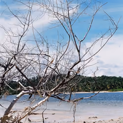 Alagoas paradise II