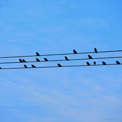  colour birds on a wire