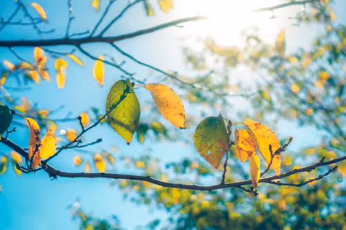 Dreamy days  -Charity Collection for Ukraina-