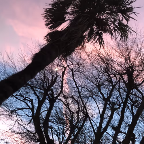 Obiwonkeyblokey Collection