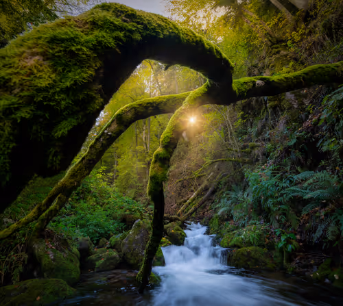 Item #94500202426587283003373425332027316729384686029729288065024406167634405490689 Media