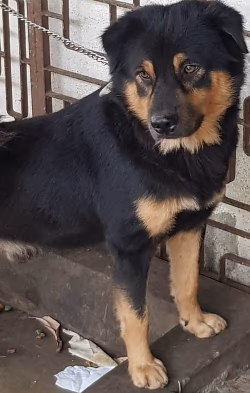 Item #56055091060271351536523847984853154360378800009370414984463609023985797300225 Media