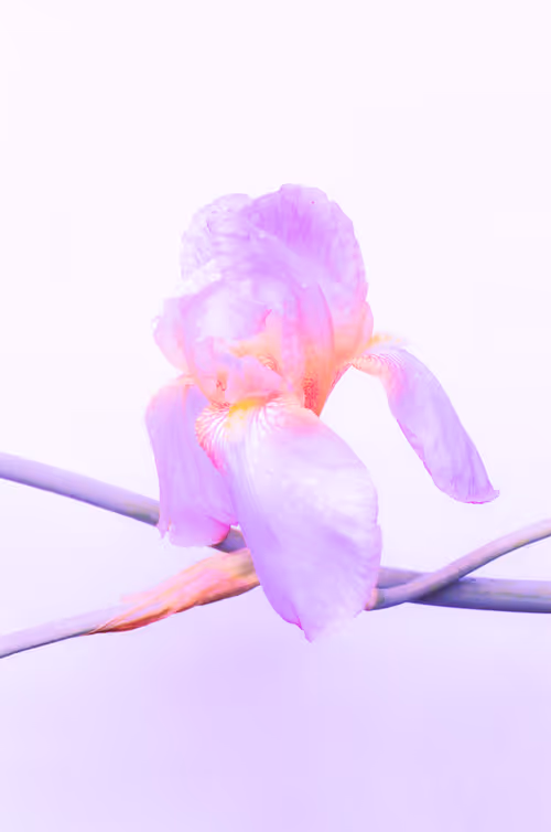 Item #6543125285758794139519418366552479585360659536622126303737985636804801331201 Media