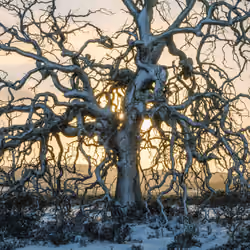 NATURE SCENICS 06