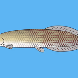 Pirarucu