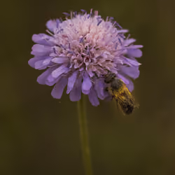 Busy Bee #2