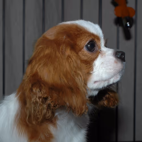 Item #52268251609148313723694636350380869011371331496130941392669189977630775967745 Media