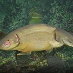 Yellow Fish