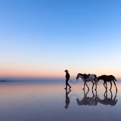 Rider and Horses