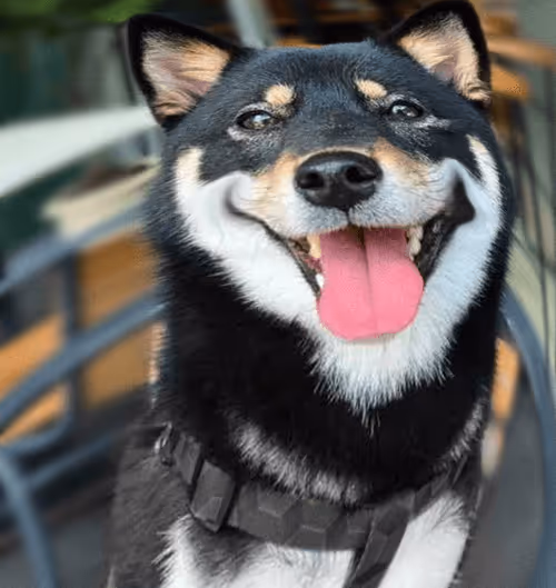 Item #34470142884482375674331152583341387110725961593908059002011227385021176217700 Media