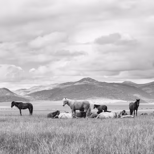 Jessica Cardelucci Wild Mustangs