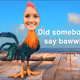 Momos