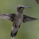 Hummingbird #004