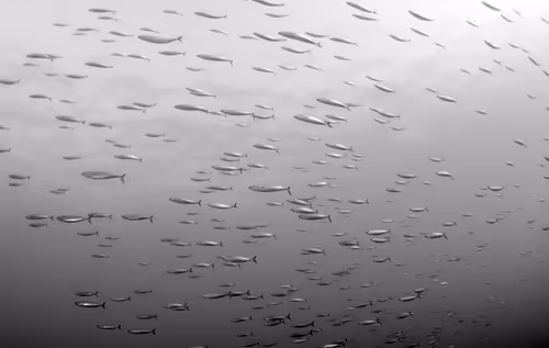 Item #67795505619931490141593079376400316859417509145610672143318596155509630304257 Media