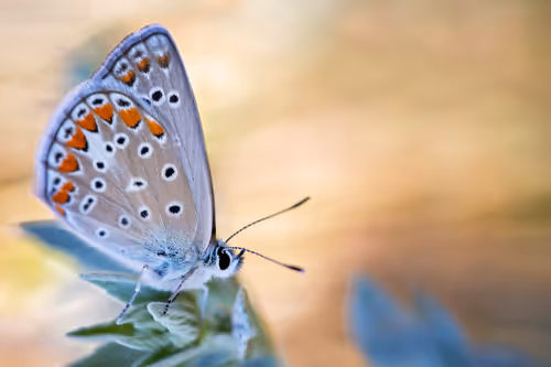 Item #11893448461842202167923125391346137616384292588036434545660885338543471198209 Media