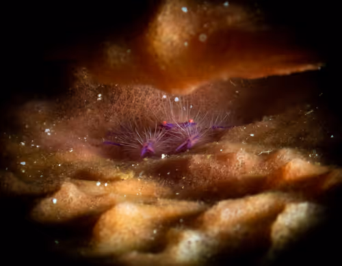 Item #85312989022681003031412442344927138418005148056611156667378218221919457509377 Media