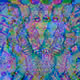 78022611396684957022500481022743630621730103923856894215504202556317317988353