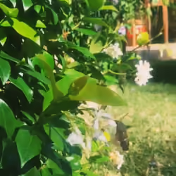 HummingBird