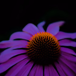 Purple Flower in the Dark