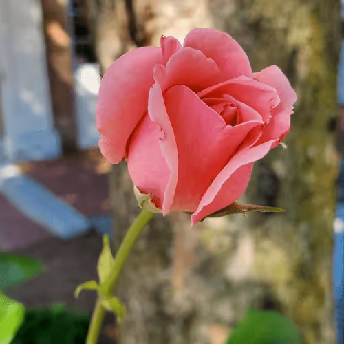 Untitled Collection #1530959820