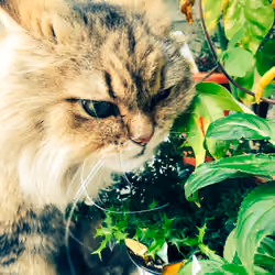葉っぱを食べる🐈