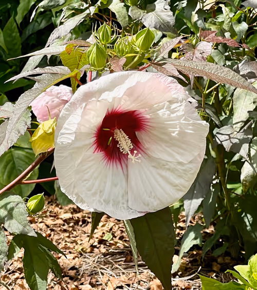 Item #60286361363657250857601775030637471218171117852543341295073304062429520461825 Media