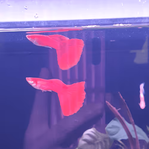 Untitled Collection #173934149