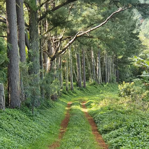 Forest Path