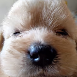 The Boop!