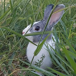 Wild Rabbit