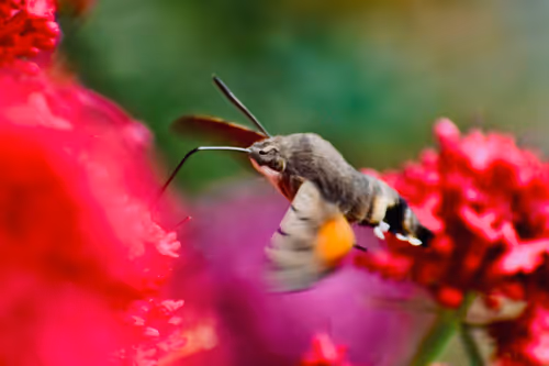 Item #90242850713282573943473333333408540290237184150123135597774242548480642908161 Media