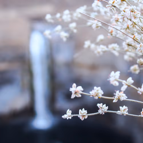 Frenzyphotography