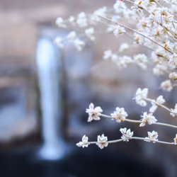 Mountain Flower