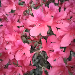 refreshing fragrance