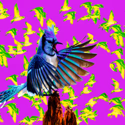 The Blue Jay Angry 2/5