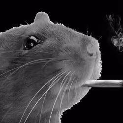 Punk Grey Rat