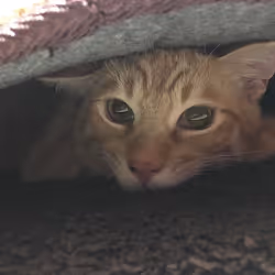 My Cuty Cat