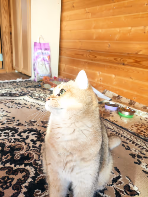 Item #46348599472569713654731178302084384440561957905567404983387339767964791472129 Media