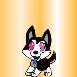 Meta Pomsky - Black Gold