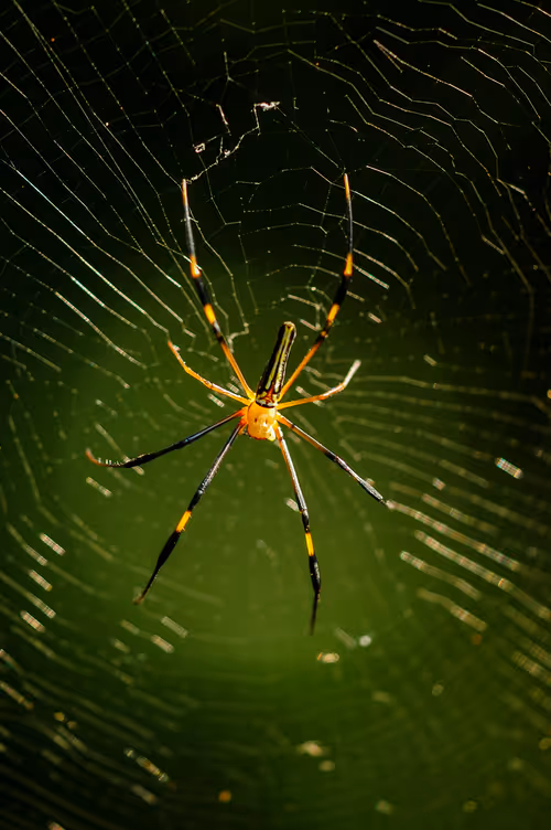 Item #15286439154353413258560728673590493507949724092509999987352070339508144439297 Media